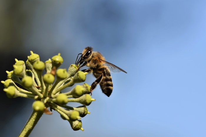 Bee on a flower bud