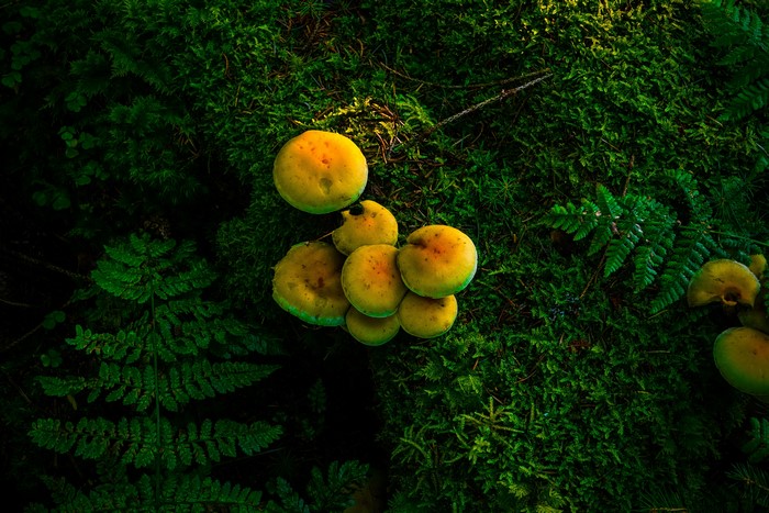 Mushrooms and moss in a forest