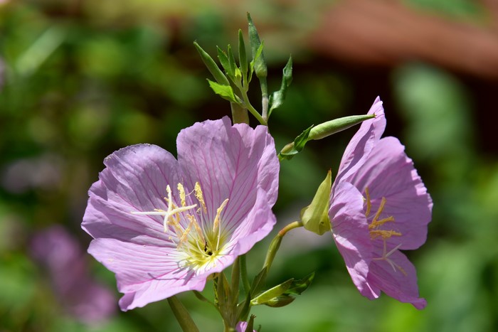 Pink Evening Primrose Flowers