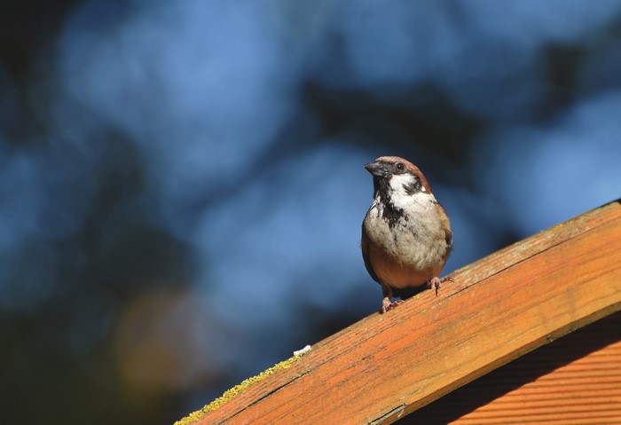 Sparrow on a wooden surface with bokeh background