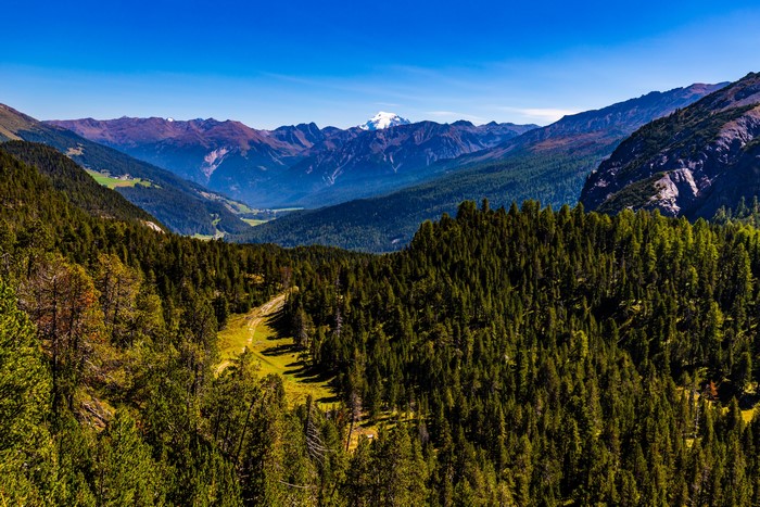 Mountains and Forests in Switzerland