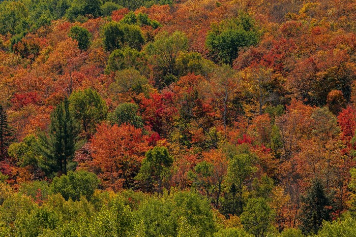 Autumn forest in Algonquin Park, Ontario, Canada