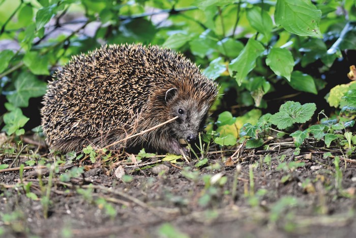 Hedgehog in green foliage