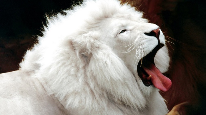 White Lion Yawning
