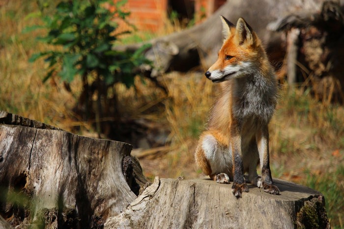 Red Fox Sitting on a Tree Stump