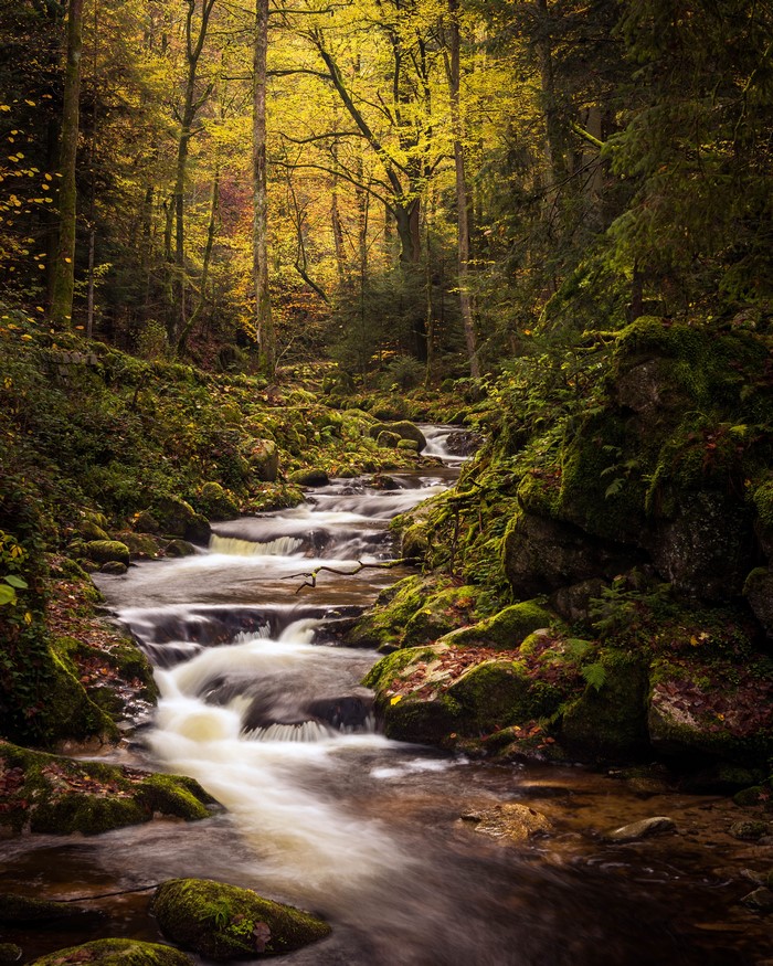 Stream flowing through a mossy forest in autumn