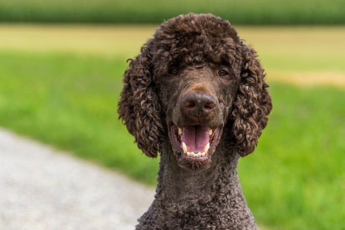 Brown Poodle dog head with open mouth