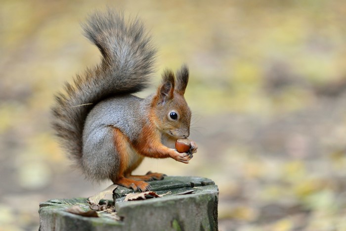 Squirrel eating a nut on a tree stump