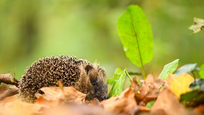 Hedgehog in Autumn Foliage