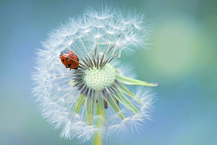 Ladybug on a Dandelion Seed Head