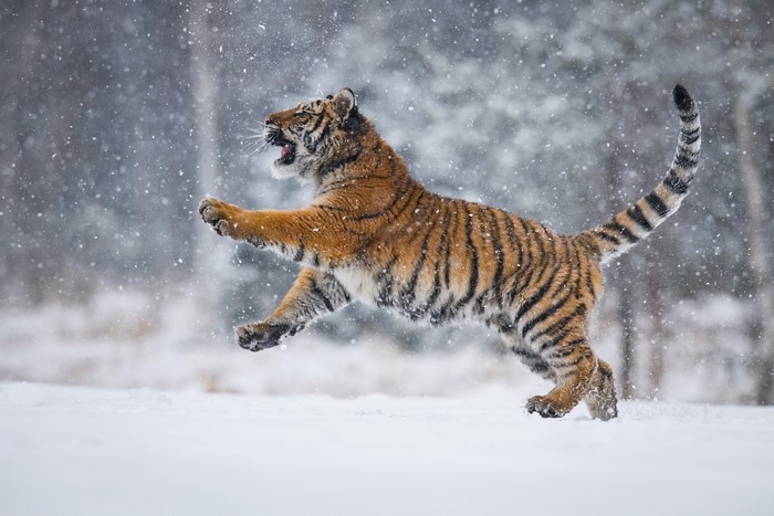 Tiger jumping in the snow