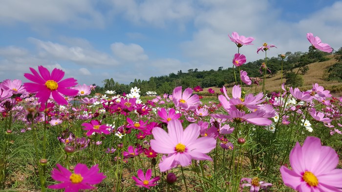 Cosmos flowers in a field under a blue sky