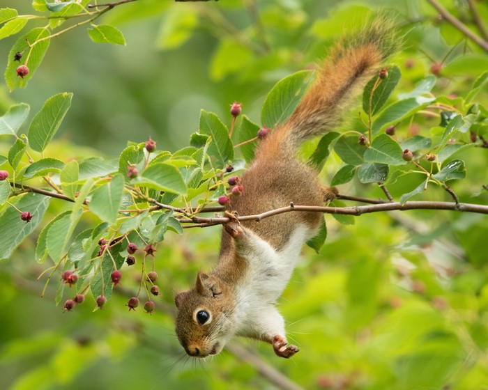 Red squirrel hanging upside down on a branch with berries