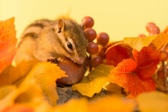 Chipmunk Eating a Nut Surrounded by Autumn Foliage