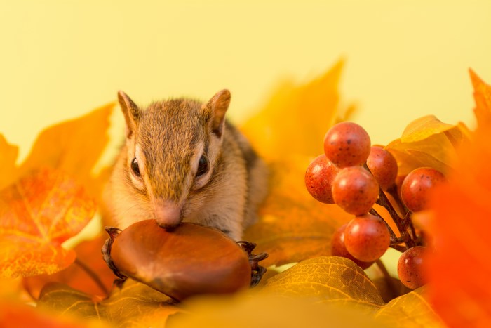 Chipmunk eating a nut among autumn leaves