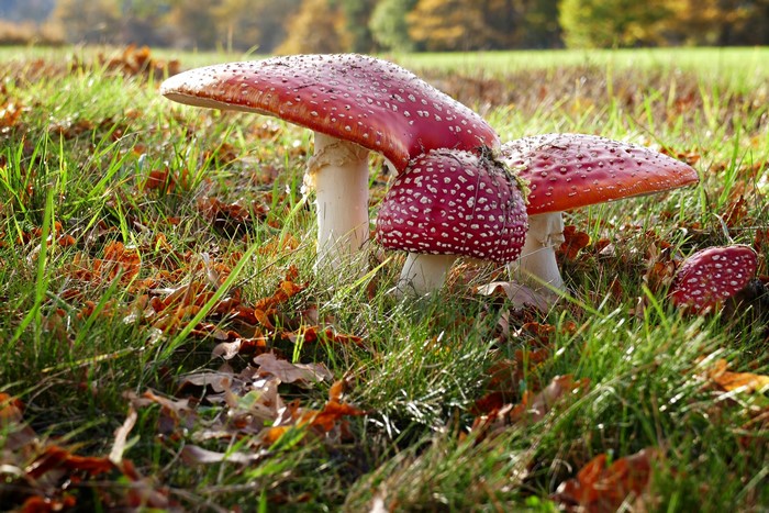 Amanita Muscaria Mushrooms in Autumn Grass