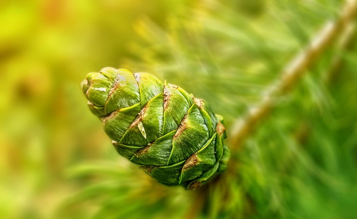 Green Pine Cone on Branch