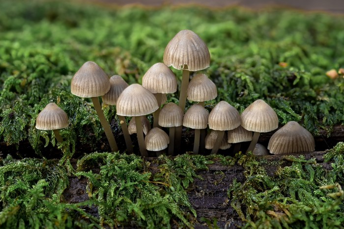 Group of bonnet mushrooms on mossy log