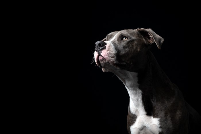 American Staffordshire Terrier looking up on black background