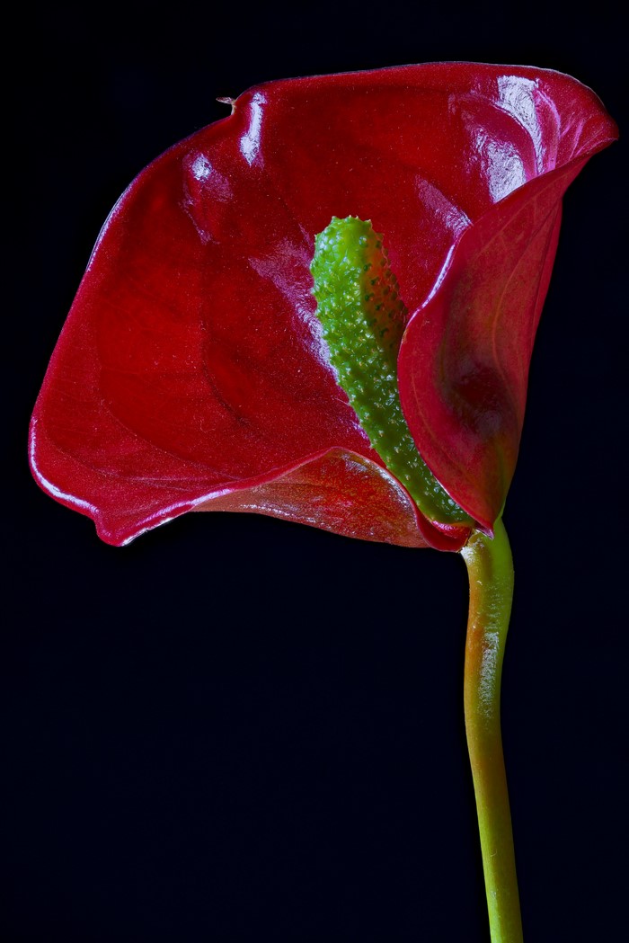 Red Anthurium flower with green spadix on black background