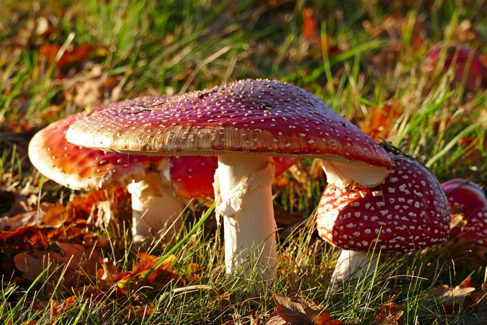 Amanita mushrooms in grass