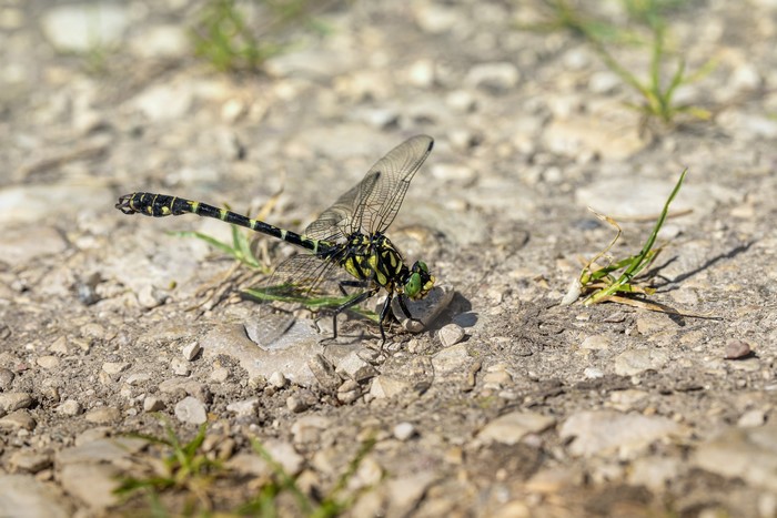 Dragonfly on a rocky ground