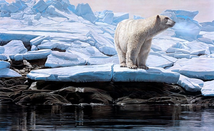 Polar Bear on Ice Floes