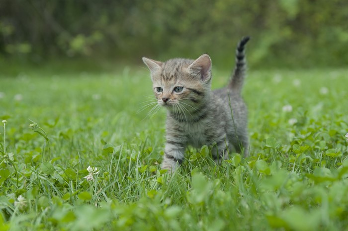Kitten walking in grass