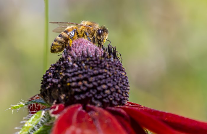 4K Closeup of a Bee on a Flower