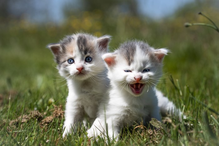 Two cute kittens in grass