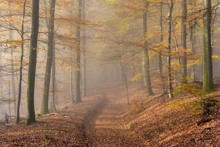 Autumn forest path in fog, Rheinland-Pfalz, Germany