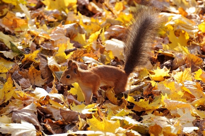 Squirrel in autumn foliage
