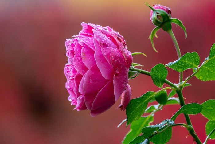 4K Pink Rose with Water Drops and Bud