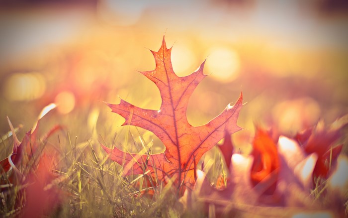 Autumn Oak Leaf in Grass with Bokeh