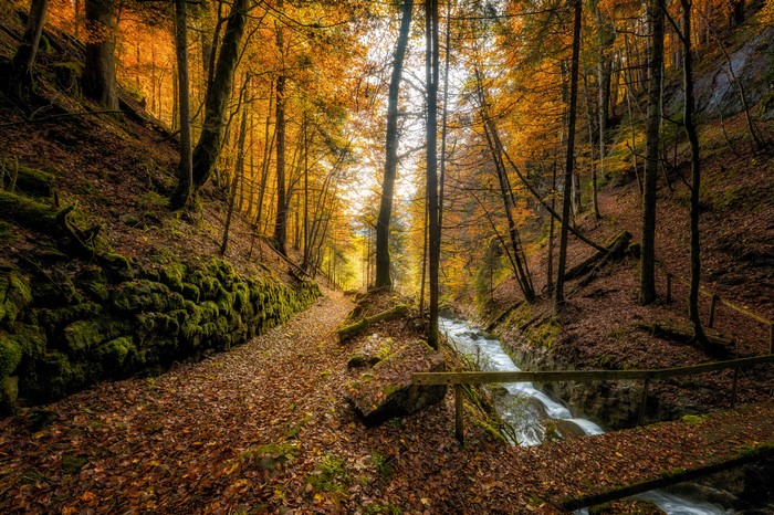 Autumn forest with stream and path in Switzerland