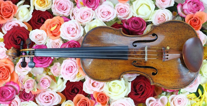Violin on a bed of colorful roses