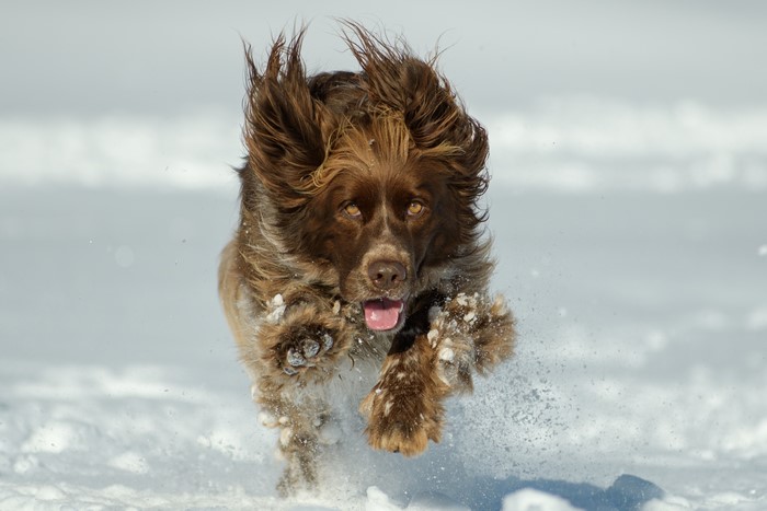 Brown Spaniel running through snow