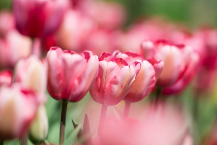 Pink Tulips in Bokeh
