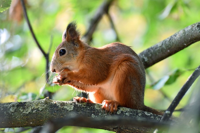 Squirrel eating nuts on a tree branch