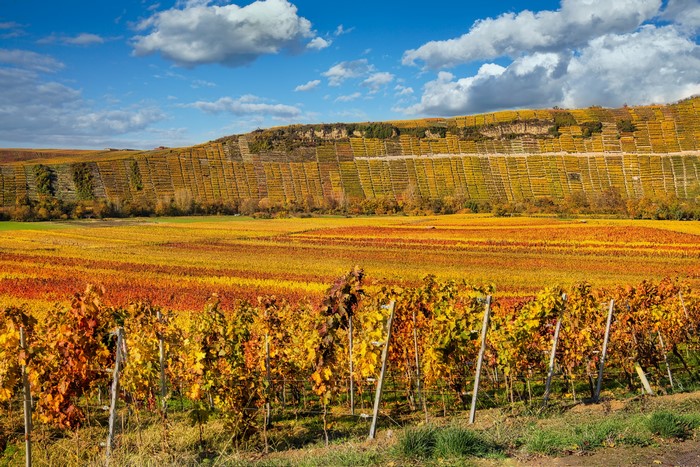 Vineyard in Baden-Wuerttemberg, Germany during Autumn