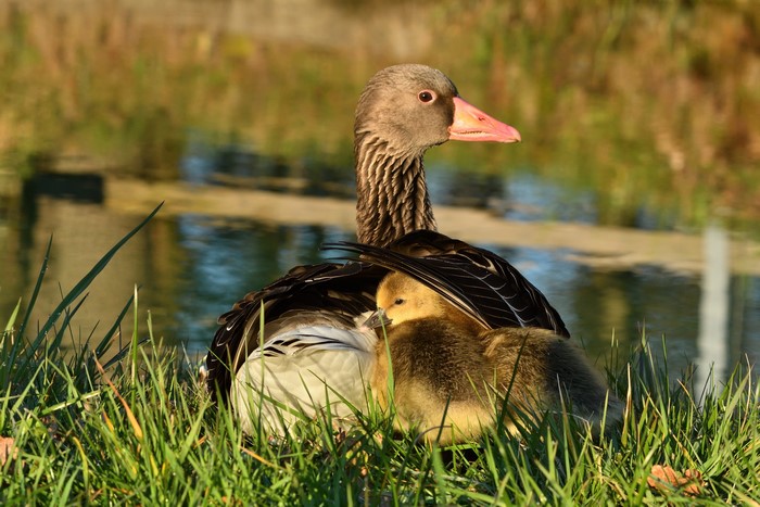 Greylag Goose with Gosling in Grass
