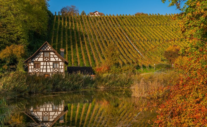 Half-timbered house by a pond with vineyard on a hill in autumn