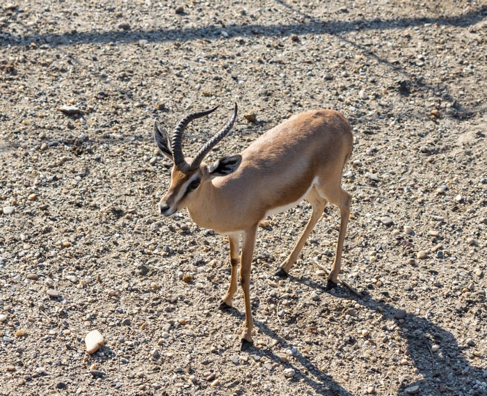 A gazelle with curved horns stands on gravel.
