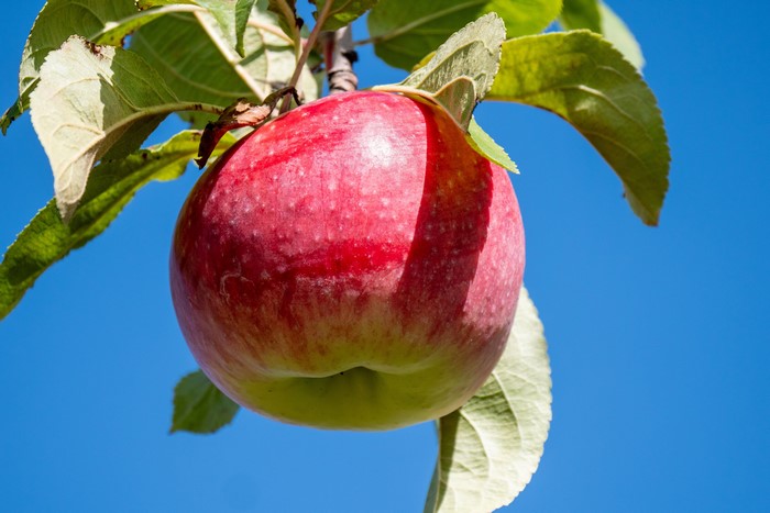 Red apple on a branch