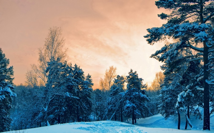 Snowy forest with orange sky at sunset