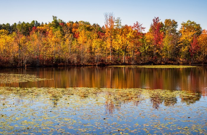 Autumn foliage reflected in a lake at Beaver Lake Nature Center
