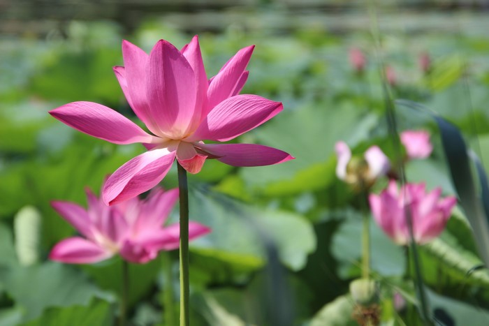 Pink Lotus Flowers in a Pond