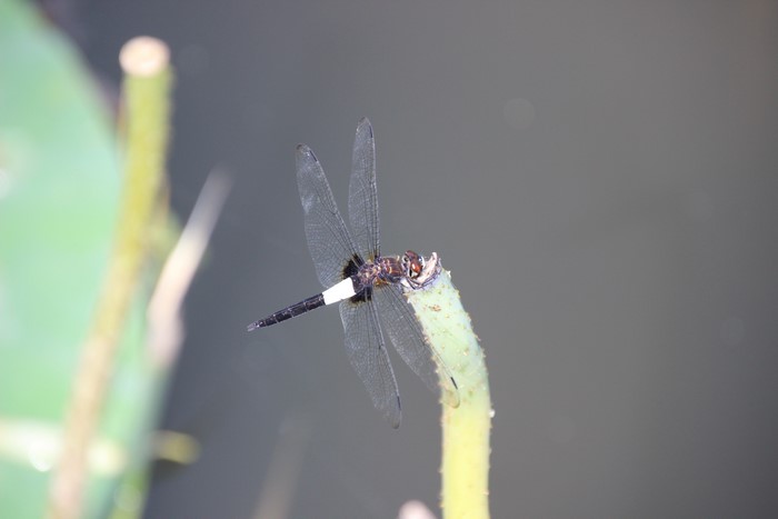 Dragonfly on a plant stem