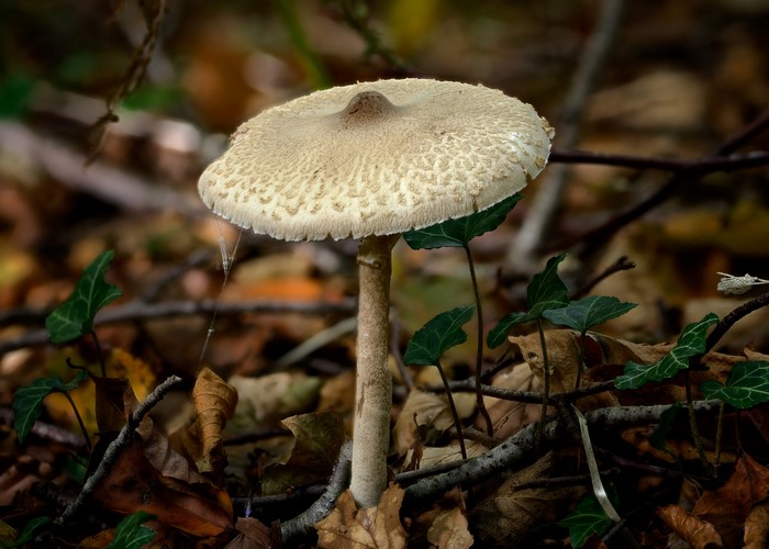 Slender Parasol Mushroom in Forest