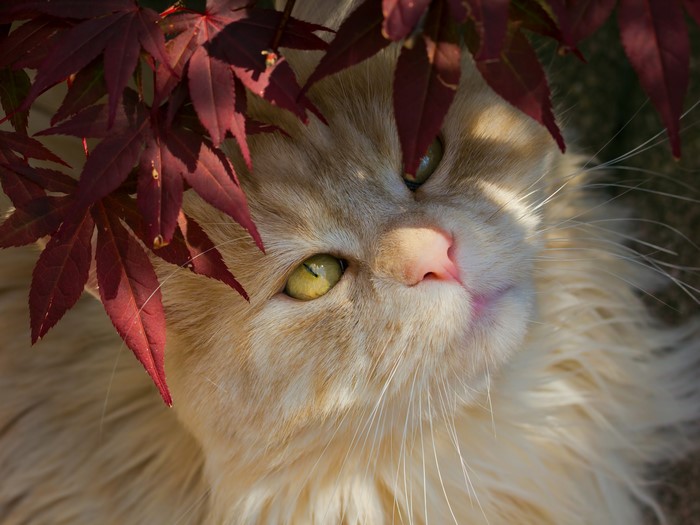Close-up of a ginger cat's face peeking through red leaves